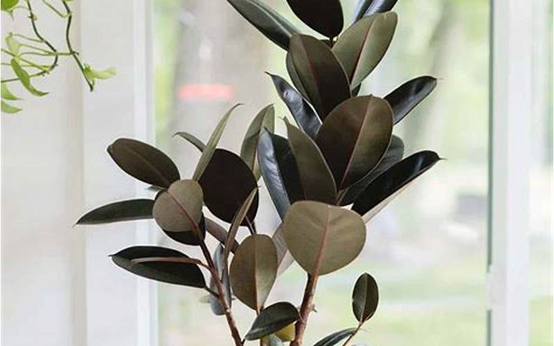Rubber Plant